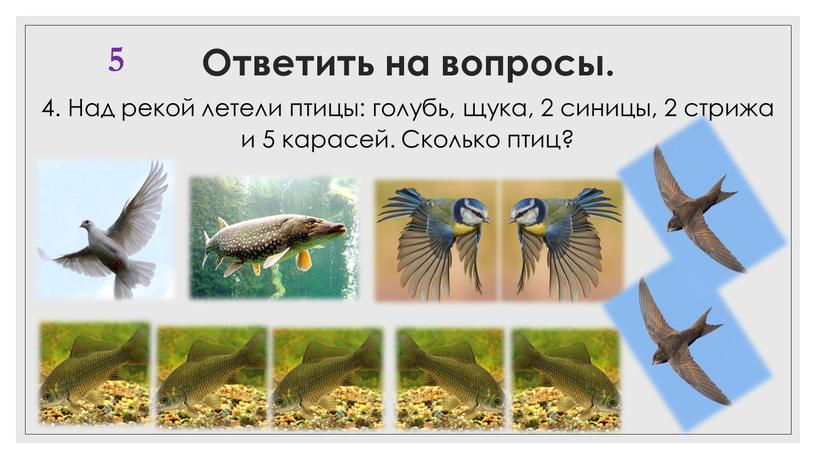 Ответить на вопросы. 4. Над рекой летели птицы: голубь, щука, 2 синицы, 2 стрижа и 5 карасей