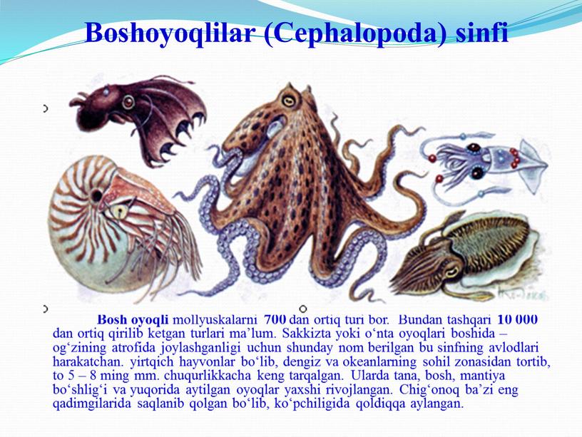 Boshoyoqlilar (Cephalopoda) sinfi