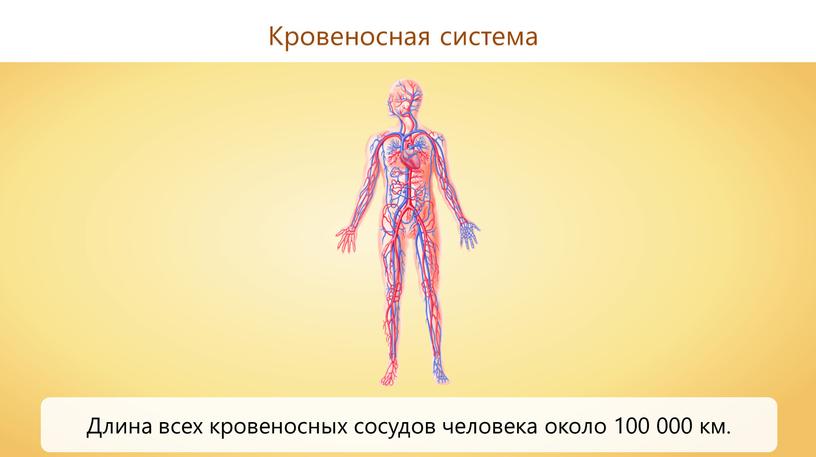 Кровеносная система Длина всех кровеносных сосудов человека около 100 000 км