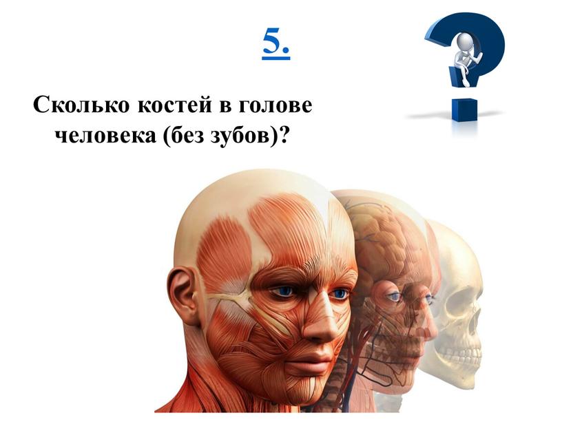 Сколько костей в голове человека (без зубов)?