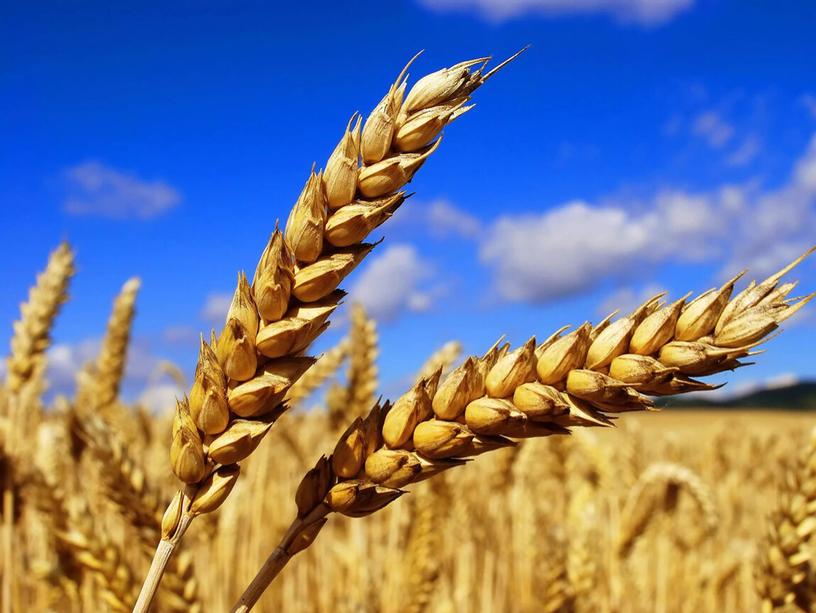 Урок по теме "Пшеница"