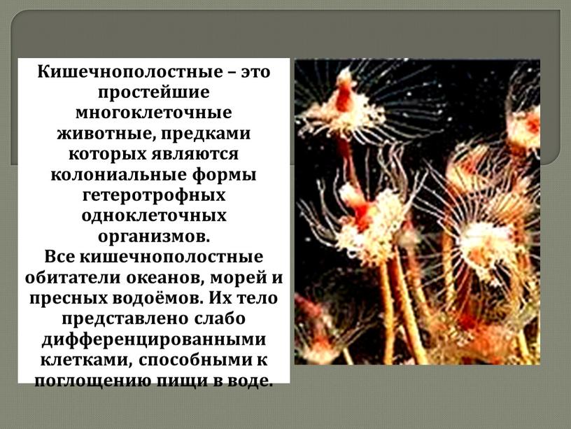 Кишечнополостные – это простейшие многоклеточные животные, предками которых являются колониальные формы гетеротрофных одноклеточных организмов