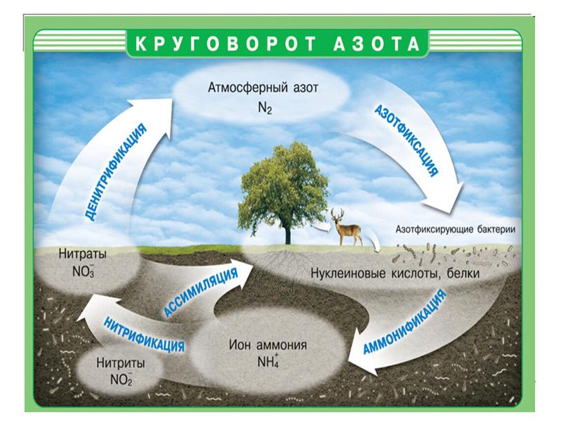 Антропогенное воздействие на биосферу