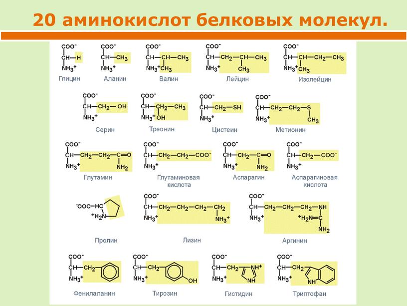 20 аминокислот белковых молекул.