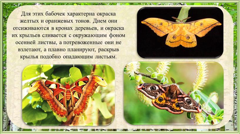 Для этих бабочек характерна окраска желтых и оранжевых тонов