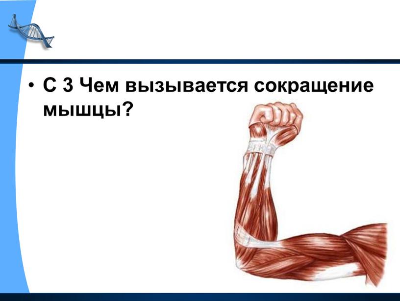 С 3 Чем вызывается сокращение мышцы?