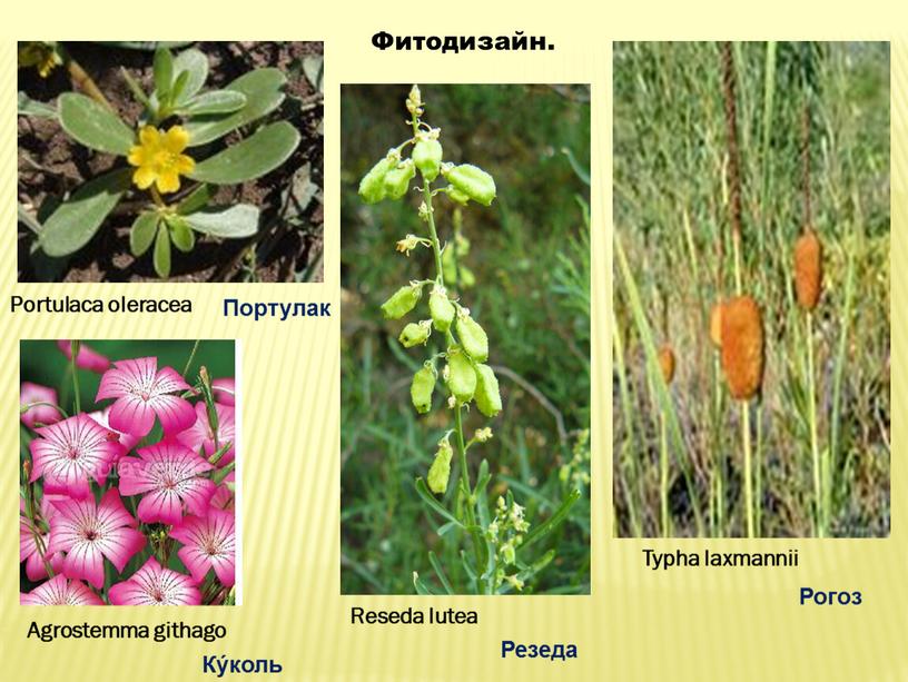 Фитодизайн. Portulaca oleracea