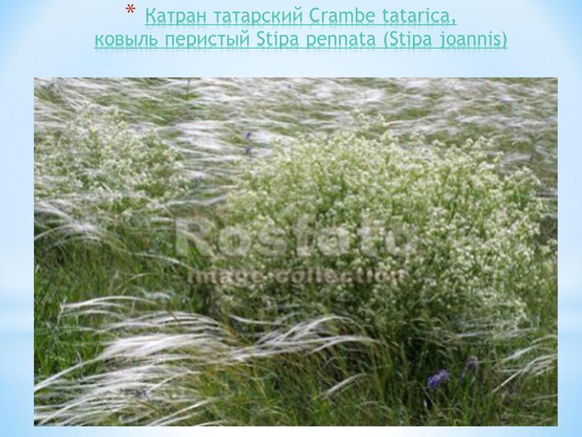 Катран татарский Crambe tatarica, ковыль перистый