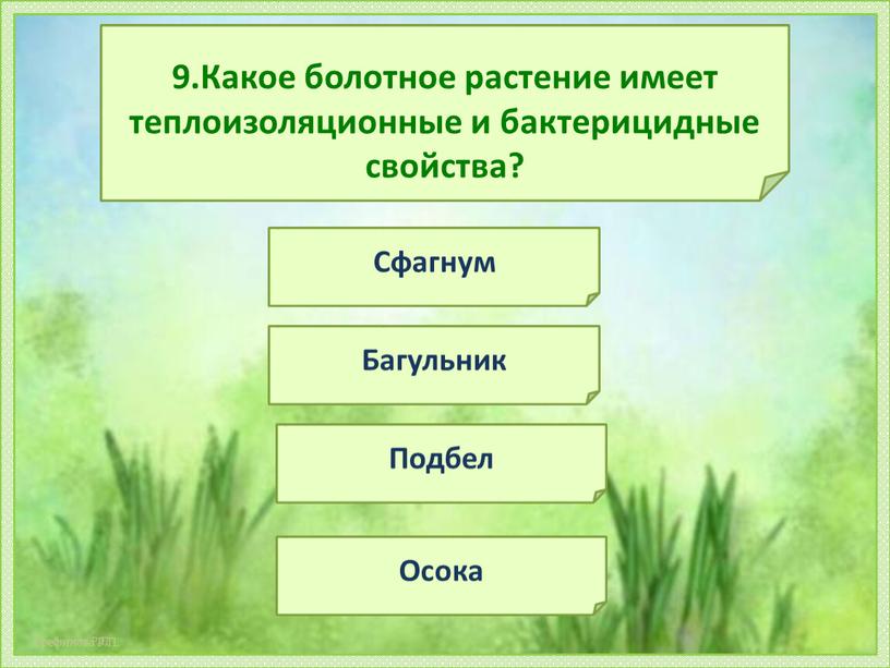 Какое болотное растение имеет теплоизоляционные и бактерицидные свойства?