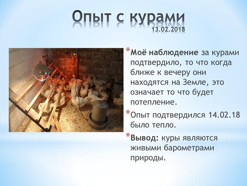 Опыт с курами 13.02.2018 Моё наблюдение за курами подтвердило, то что когда ближе к вечеру они находятся на