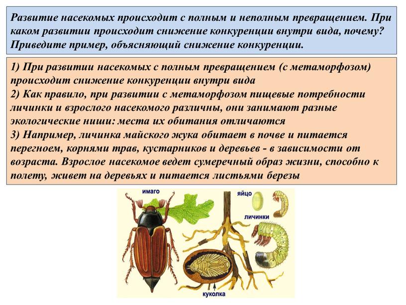 Развитие насекомых происходит с полным и неполным превращением