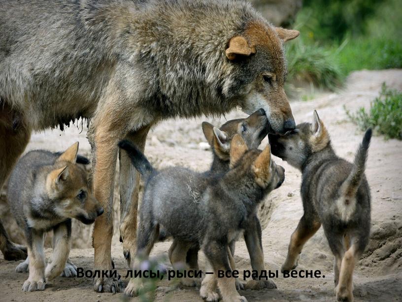 Волки, лисы, рыси – все рады весне