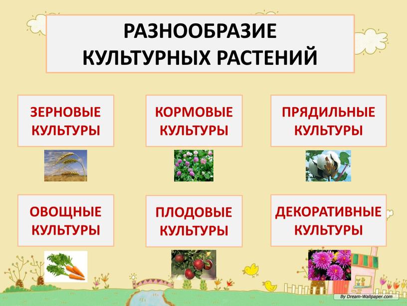 РАЗНООБРАЗИЕ КУЛЬТУРНЫХ РАСТЕНИЙ