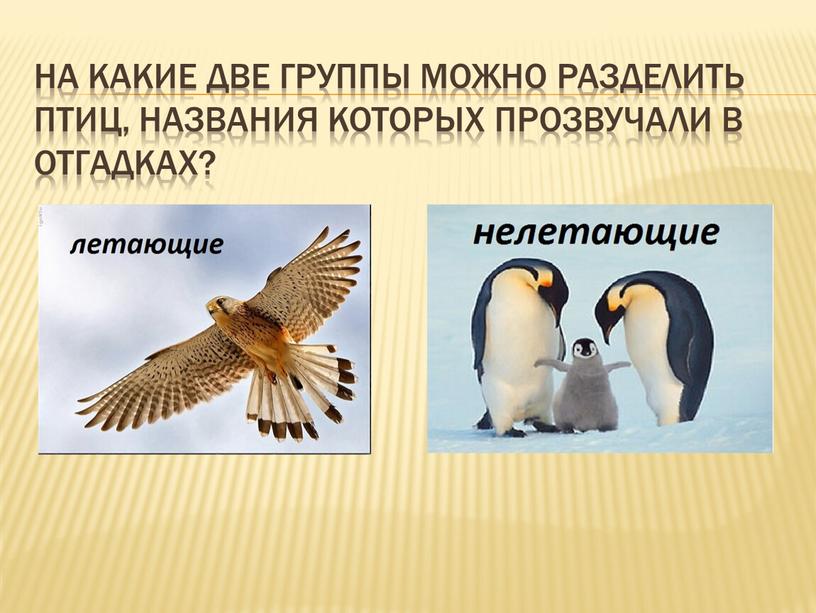 На какие две группы можно разделить птиц, названия которых прозвучали в отгадках?