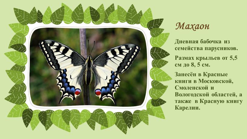 Махаон Дневная бабочка из семейства парусников