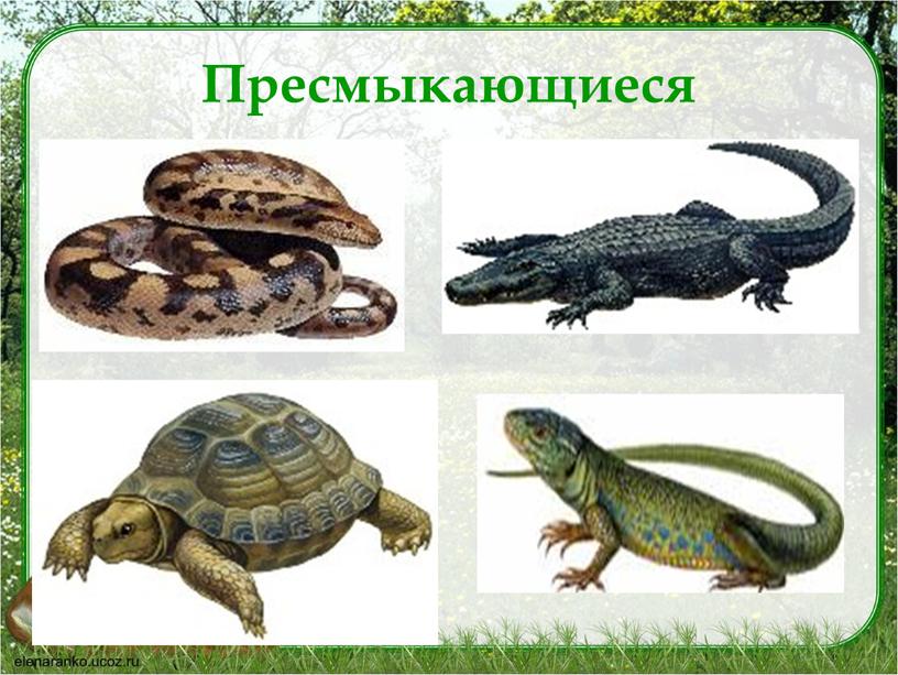 Пресмыкающиеся