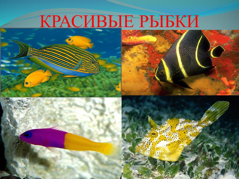 Красивые рыбы изо. Красивые рыбы 1 класс. Красивые рыбы изо 1 класс. Красивые рыбки изо 1 класс. Изо 1 класс красивые рыбы презентация.