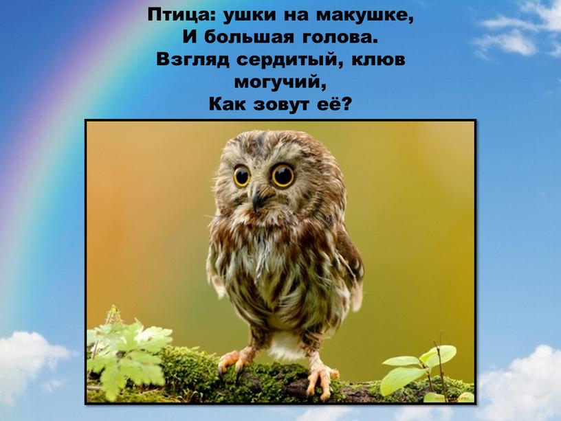 Птица: ушки на макушке, И большая голова