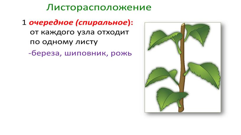 Размножение и оплодотворение растений. Вегетативное размножение