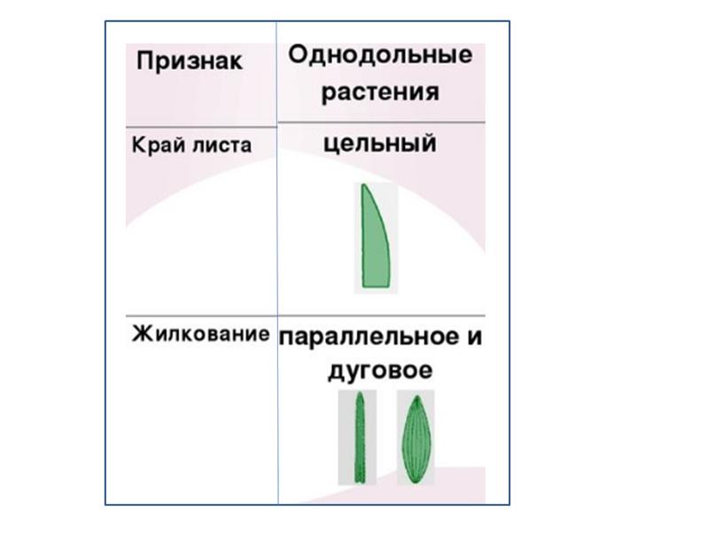 Сравнительная анатомия однолетних растении