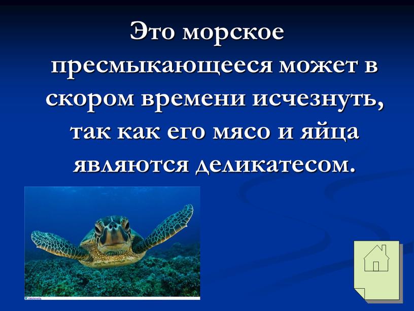 Это морское пресмыкающееся может в скором времени исчезнуть, так как его мясо и яйца являются деликатесом