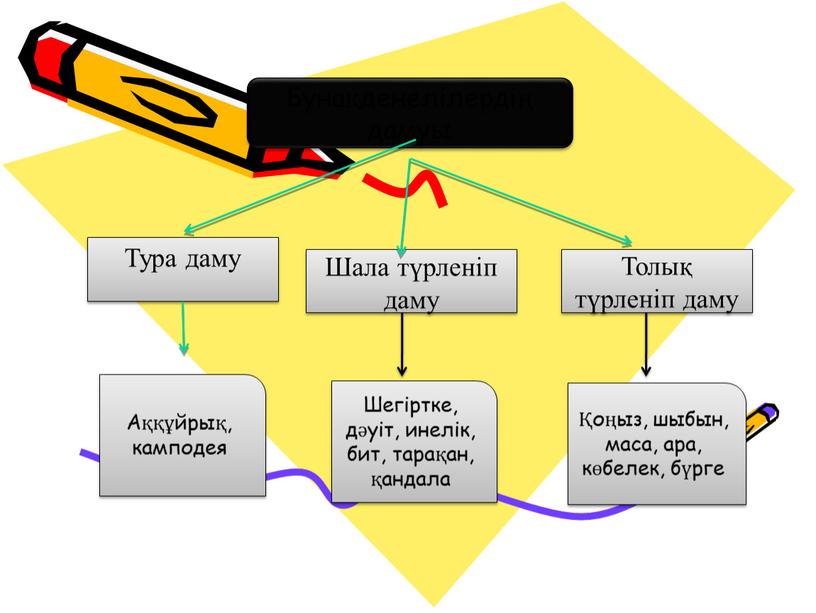 Бунақденелілердің дамуы Тура даму