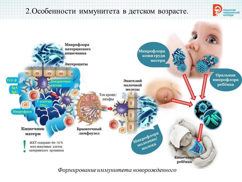 Формирование иммунитета новорожденного 2