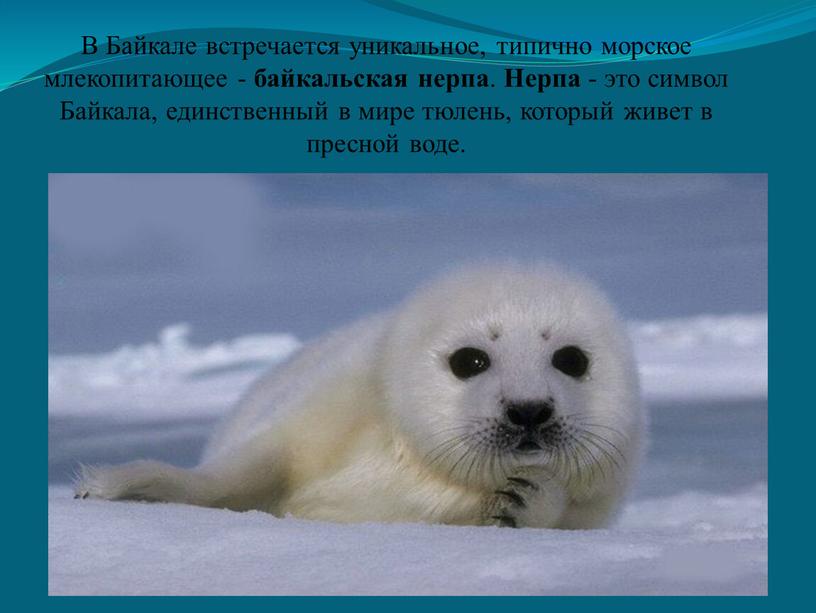 В Байкале встречается уникальное, типично морское млекопитающее - байкальская нерпа