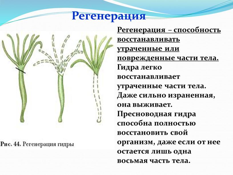 Регенерация Регенерация – способность восстанавливать утраченные или поврежденные части тела