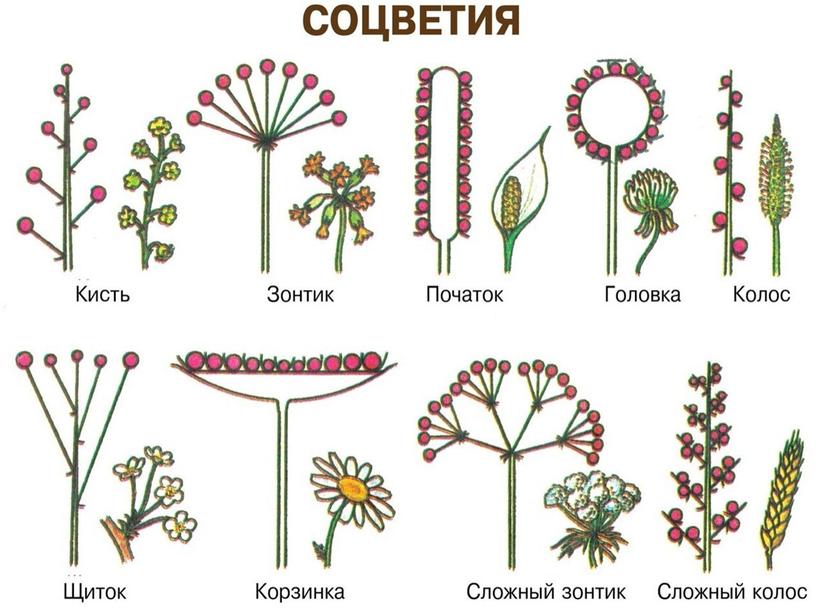 Соцветия, 6 класс, биология