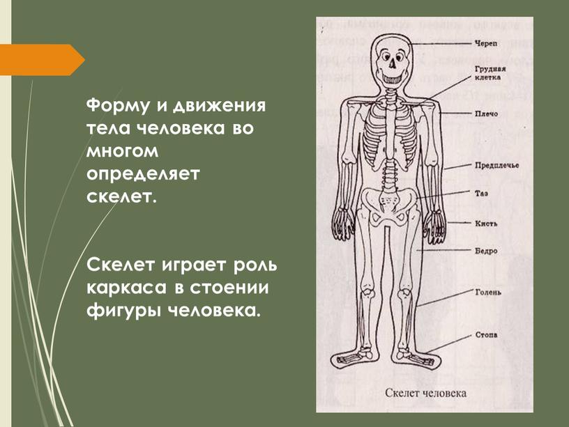 Форму и движения тела человека во многом определяет скелет