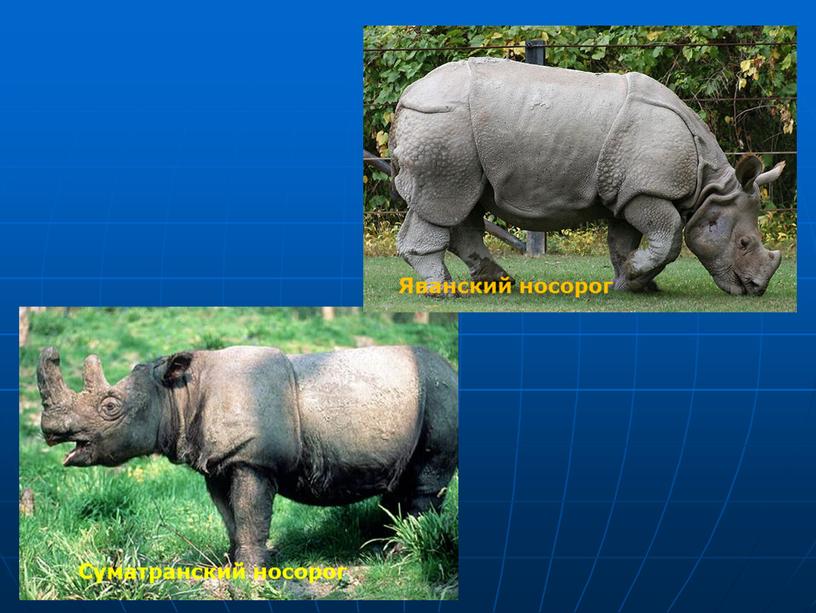 Суматранский носорог Яванский носорог