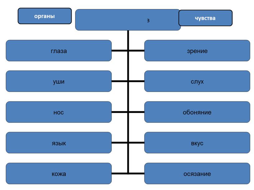 органы чувства