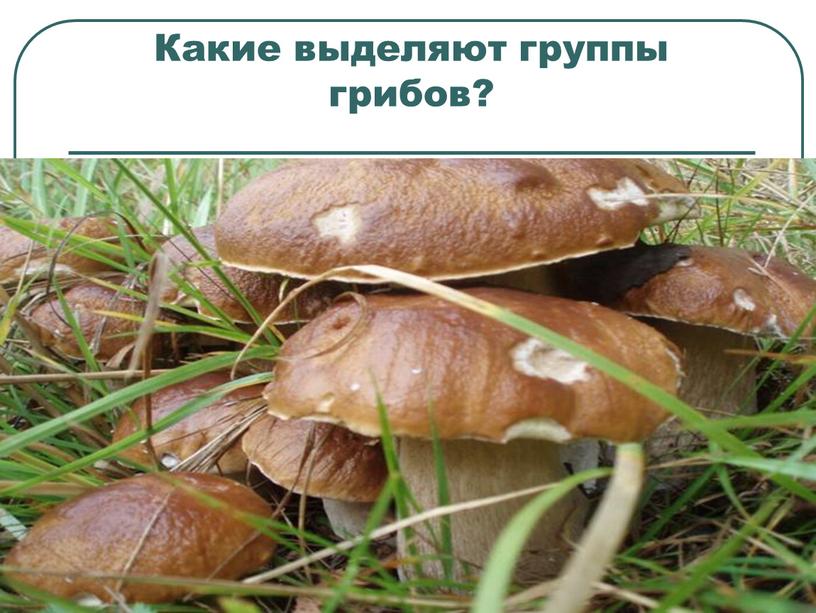 Какие выделяют группы грибов?