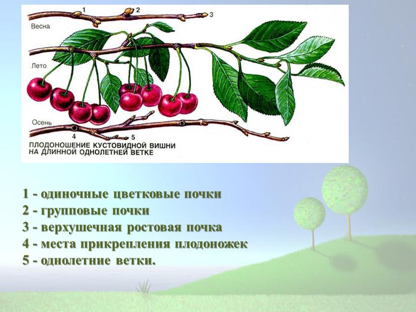 1 - одиночные цветковые почки 2 - групповые почки 3 - верхушечная ростовая почка 4 - места прикрепления плодоножек 5 - однолетние ветки.