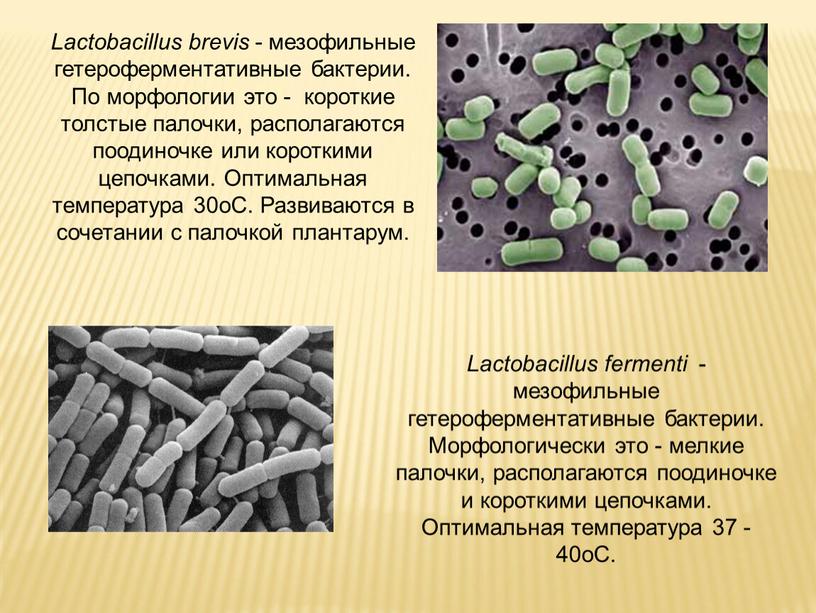 Lactobacillus brevis - мезофильные гетероферментативные бактерии