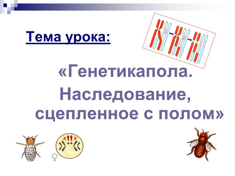 Тема урока: «Генетикапола. Наследование, сцепленное с полом»