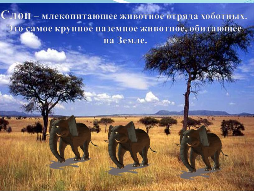 Слон – млекопитающее животное отряда хоботных
