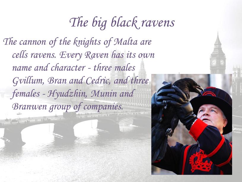 The big black ravens The cannon of the knights of