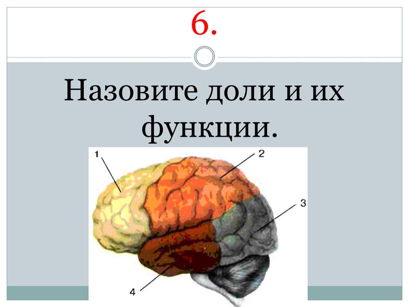 6. Назовите доли и их функции.