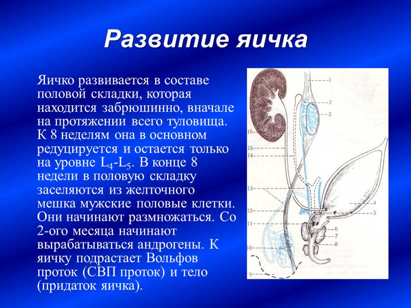 Развитие яичка Яичко развивается в составе половой складки, которая находится забрюшинно, вначале на протяжении всего туловища