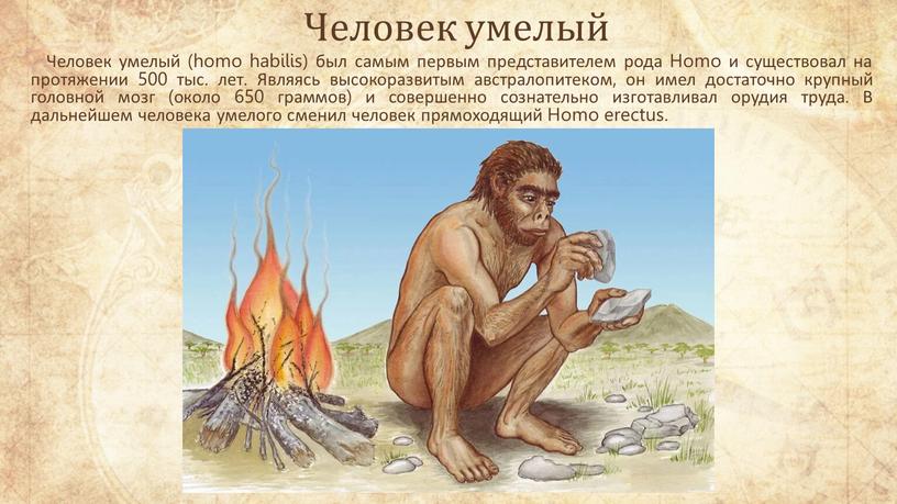 Человек умелый Человек умелый (homo habilis) был самым первым представителем рода