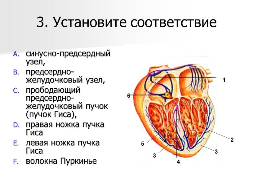 Установите соответствие синусно-предсердный узел, предсердно-желудочковый узел, прободающий предсердно-желудочковый пучок (пучок