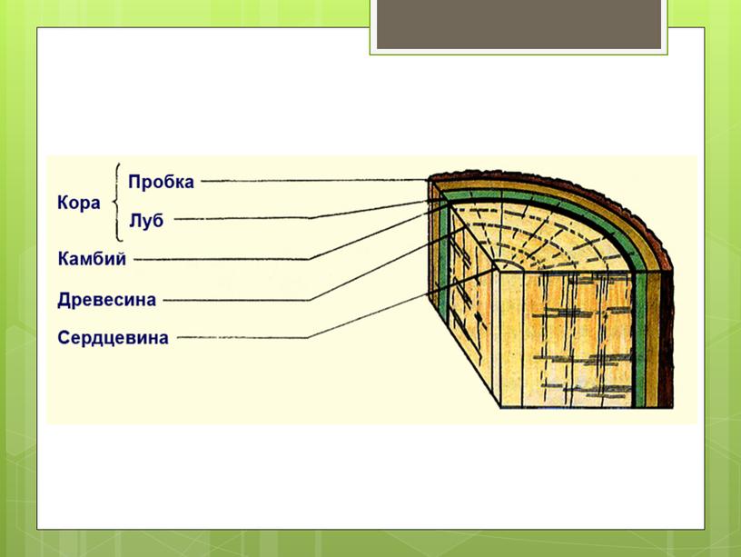 Вегетативные органы растений.