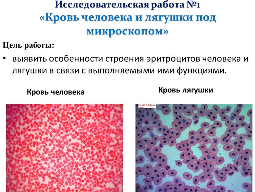 Исследовательская работа №1 «Кровь человека и лягушки под микроскопом»