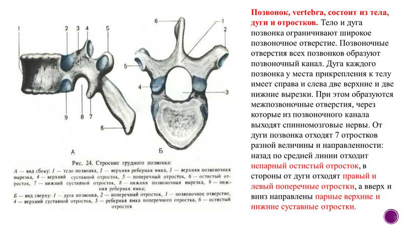 Позвонок, vertebra, состоит из тела, дуги и отростков