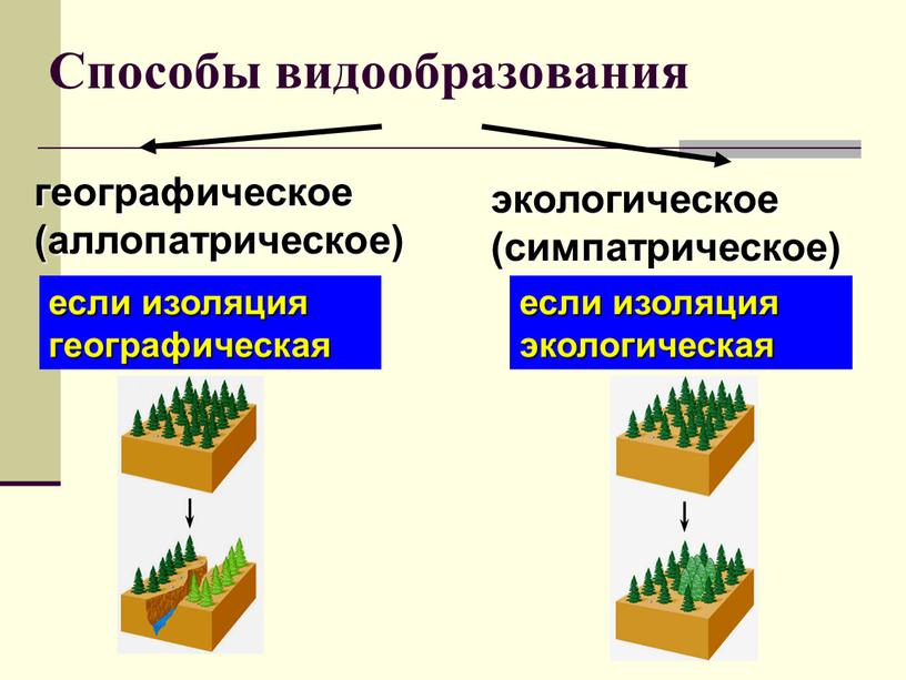 Способы видообразования географическое (аллопатрическое) экологическое (симпатрическое) если изоляция географическая если изоляция экологическая