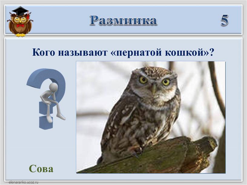 Сова Кого называют «пернатой кошкой»?