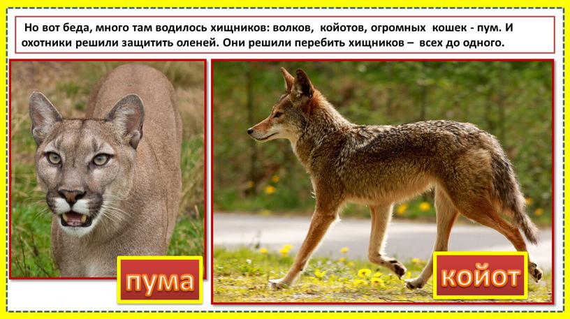 Но вот беда, много там водилось хищников: волков, койотов, огромных кошек - пум