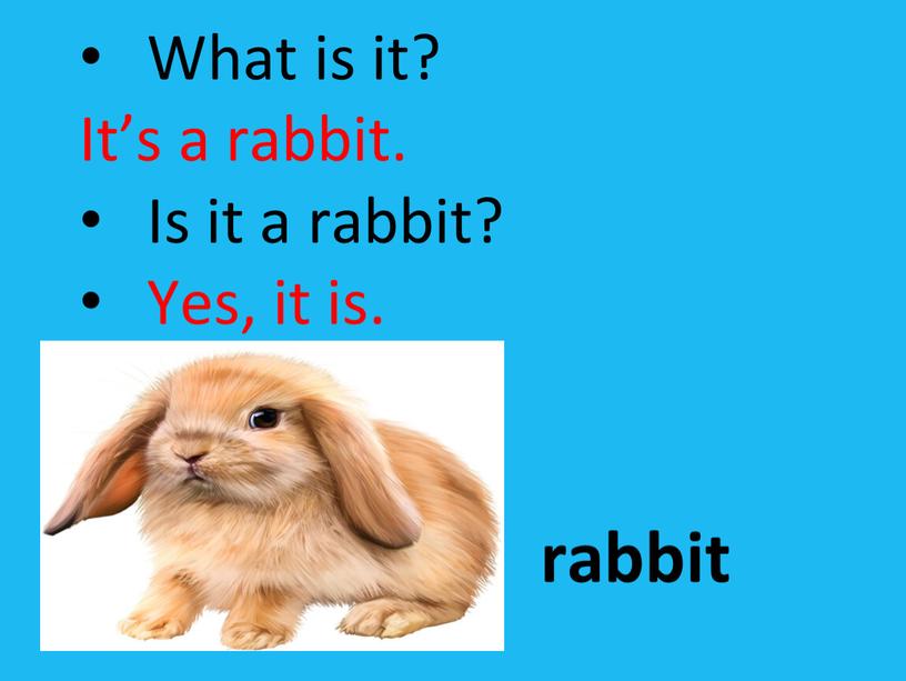 What is it? It’s a rabbit. Is it a rabbit?